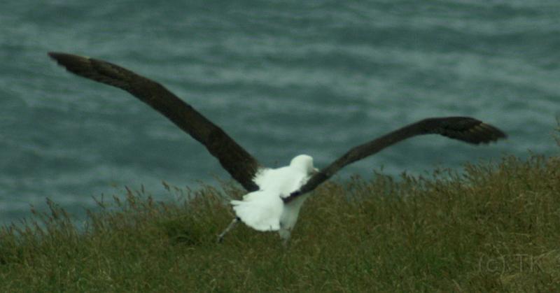 PICT94323_090116_OtagoPenin_c.jpg - Taiaroa Head, Otago Peninsula (Dunedin): Royal Albatross beim Startversuch